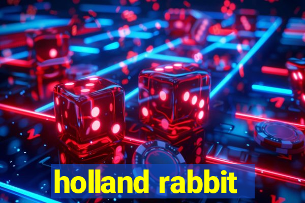 holland rabbit