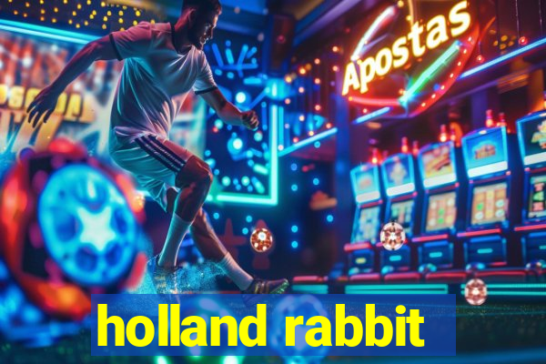 holland rabbit