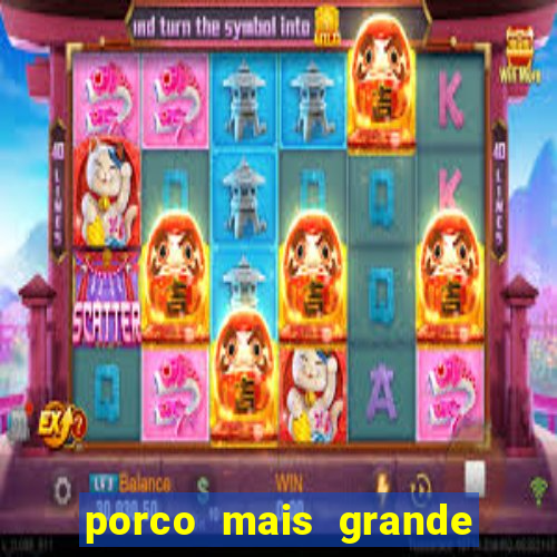 porco mais grande do mundo