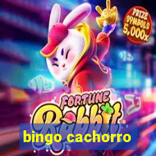 bingo cachorro