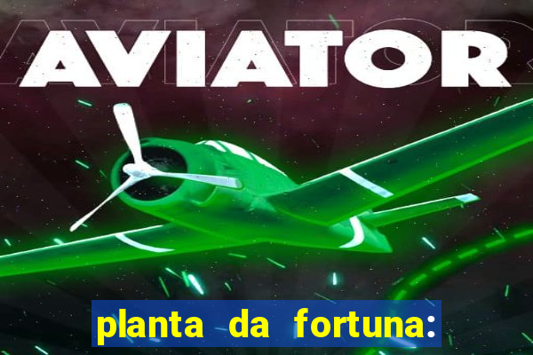 planta da fortuna: como cuidar