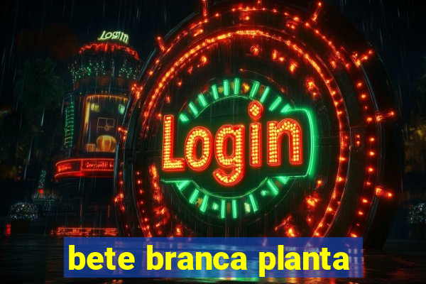 bete branca planta