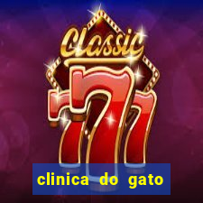 clinica do gato porto alegre