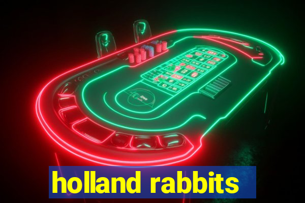 holland rabbits