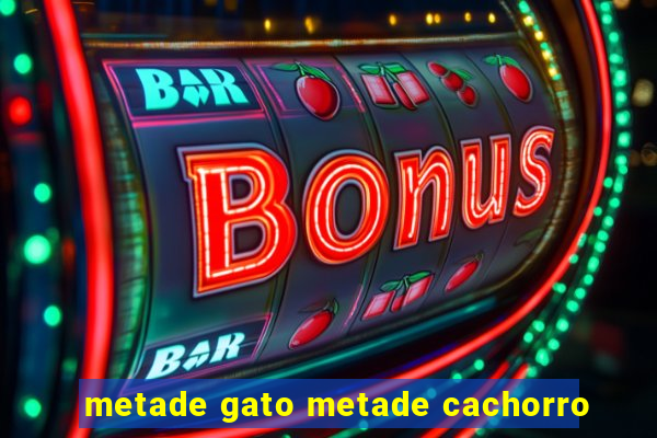 metade gato metade cachorro